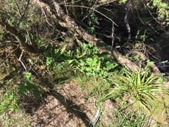 Nephrolepis flexuosa