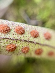 Pleopeltis polylepis