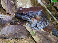 Leptodactylus knudseni