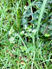 Microsechium helleri