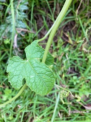 Microsechium helleri