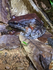 Leptodactylus knudseni