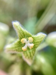 Microsechium helleri