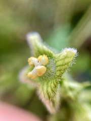 Microsechium helleri