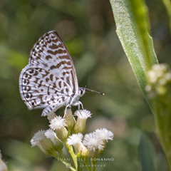 Leptotes cassius cassius