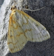 Hahncappsia pergilvalis