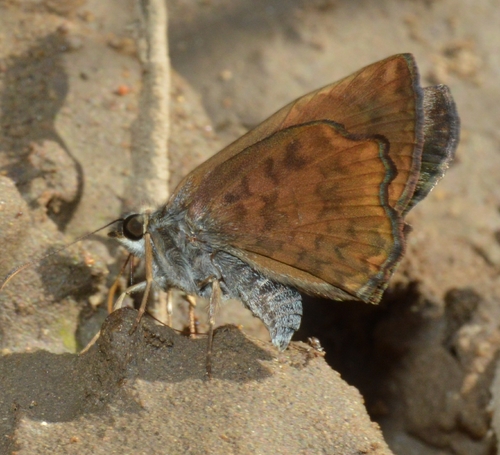 Common Spurwing