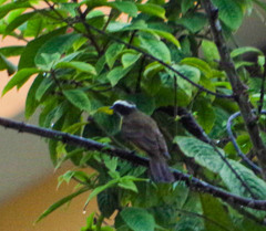 Myiozetetes cayanensis