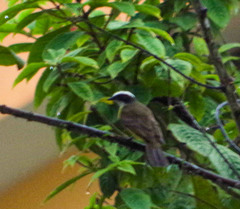 Myiozetetes cayanensis