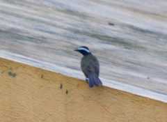 Myiozetetes cayanensis