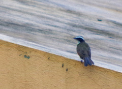 Myiozetetes cayanensis