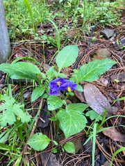 Solanum stoloniferum