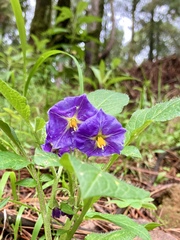 Solanum stoloniferum