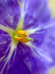 Solanum stoloniferum