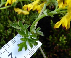 Corydalis cavei