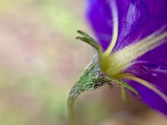 Solanum stoloniferum