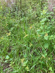 Cyperus manimae