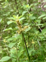 Cyperus manimae