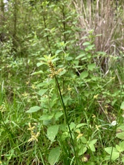 Cyperus manimae
