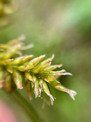 Cyperus manimae