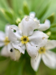 Lithospermum distichum