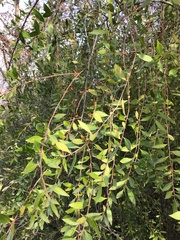 Maytenus boaria