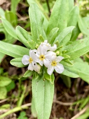 Lithospermum distichum