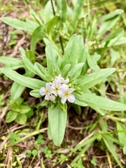 Lithospermum distichum
