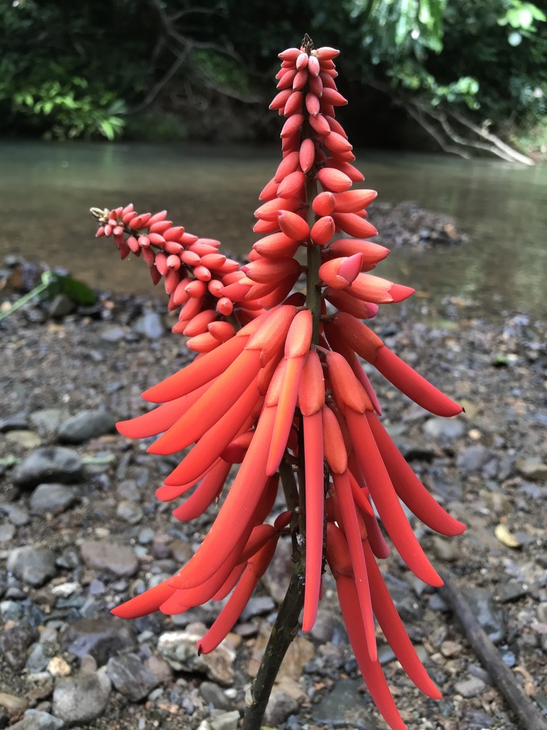 Erythrina costaricensis from Colón, PACL, PA on December 12, 2020 at