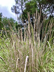 Muhlenbergia macroura