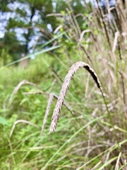 Muhlenbergia macroura