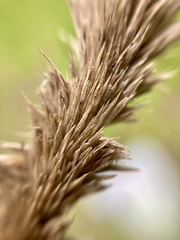 Muhlenbergia macroura