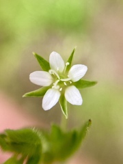 Arenaria lanuginosa