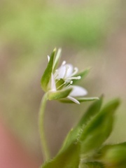 Arenaria lanuginosa
