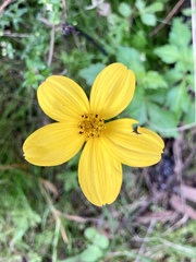 Bidens ostruthioides