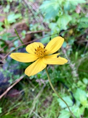 Bidens ostruthioides