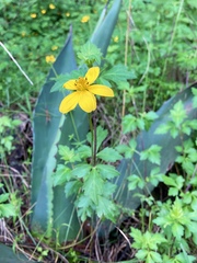 Bidens ostruthioides
