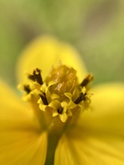 Bidens ostruthioides