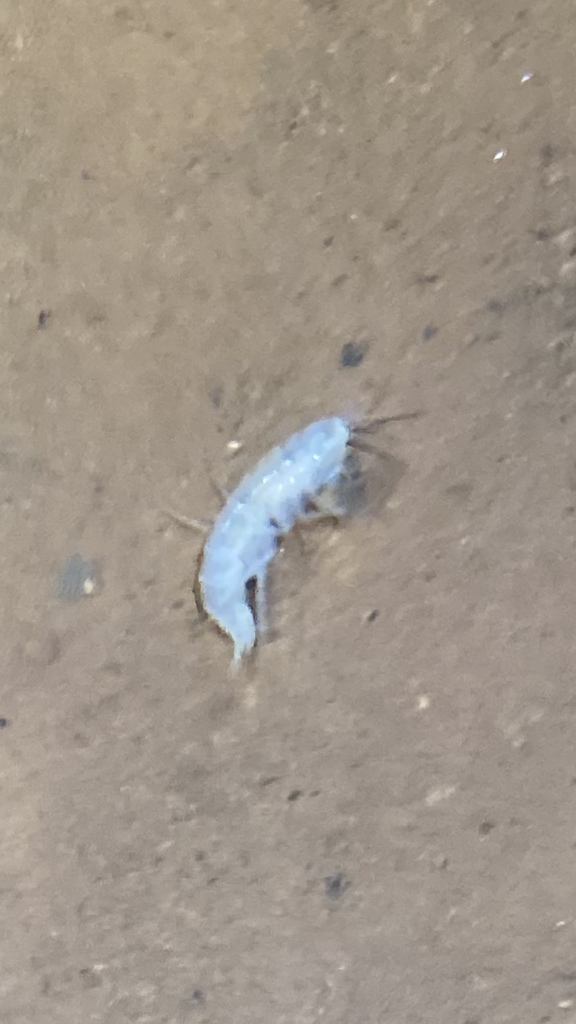 Crangonyctidira