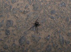 Latrodectus menavodi