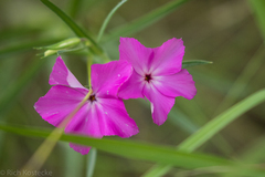 Phlox nana