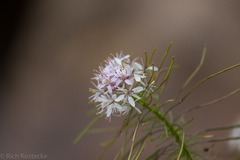 Thelypodium wrightii