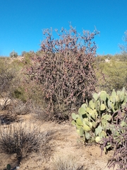 Cylindropuntia thurberi versicolor