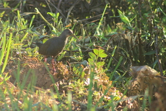 Pardirallus nigricans