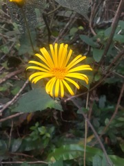 Munnozia senecionidis