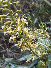 Epidendrum cylindraceum