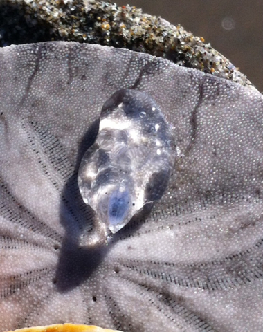 Salpidae