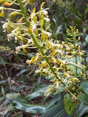 Epidendrum cylindraceum