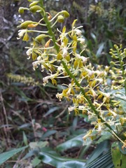 Epidendrum cylindraceum