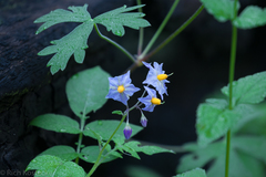 Solanum stoloniferum